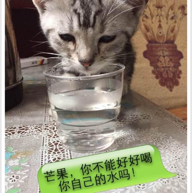 香港驾照图片